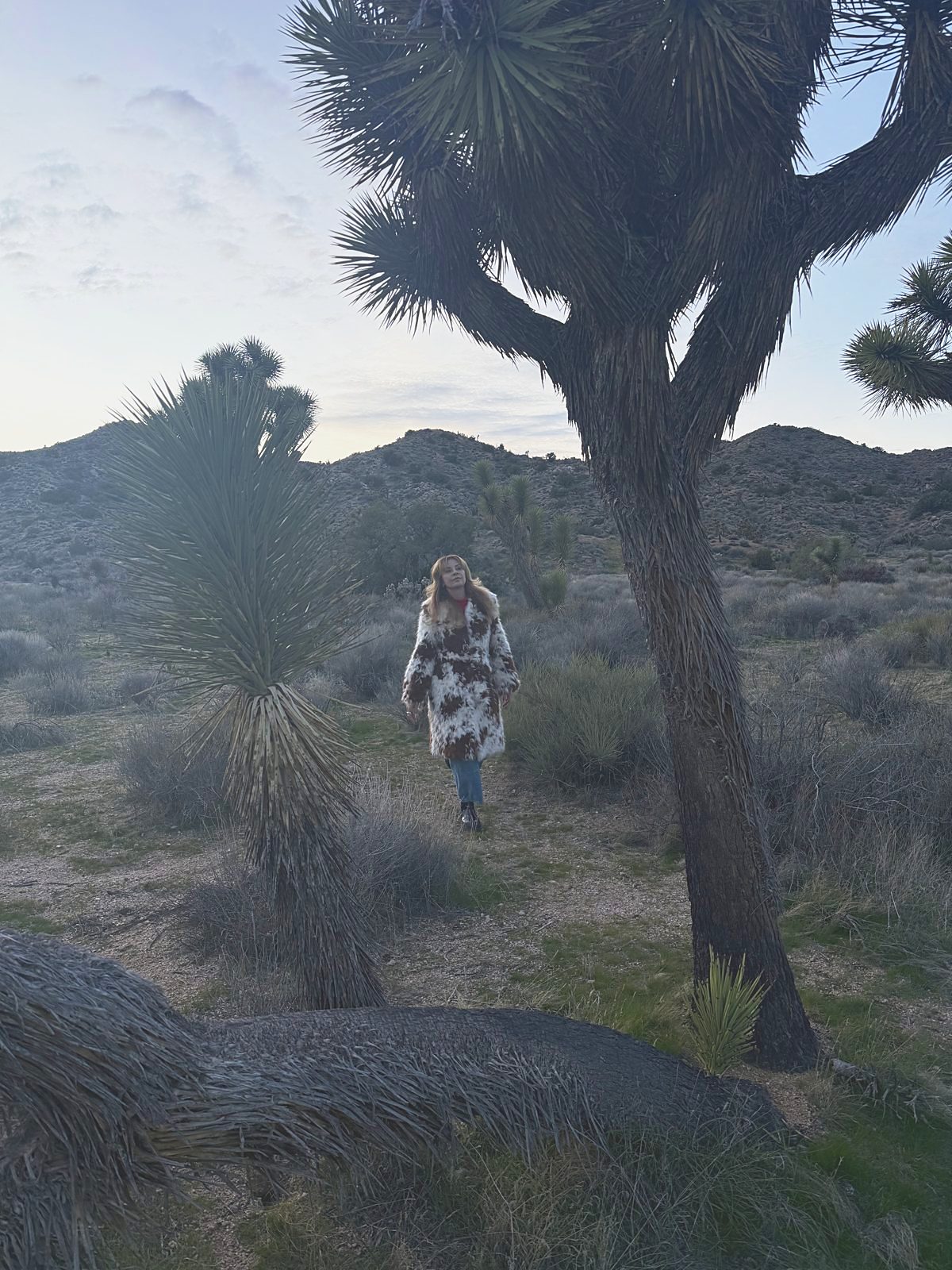 Mary Whitmire walking among Joshua trees at dusk